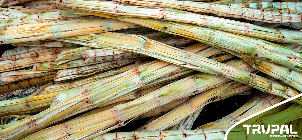 Bagazo de caña de azúcar, materia prima para la producción de empaques